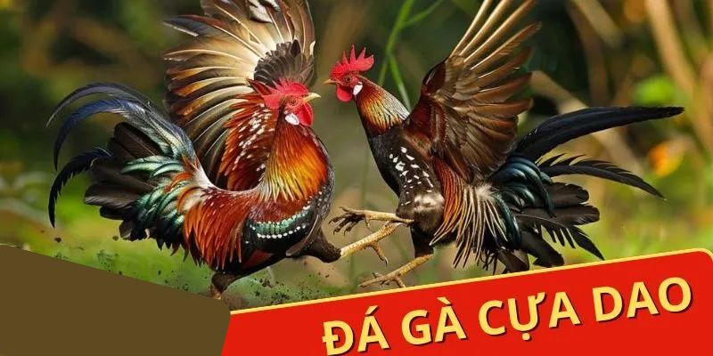 Đá Gà Jun88 - JUN88 - hình ảnh - hxlduzwbyt.top Đá Gà Jun88 - JUN88 - hình ảnh - hxlduzwbyt.top